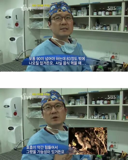 길냥이들의 삶 | 인스티즈
