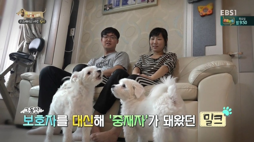 [세상에나쁜개는없다] 가족들에게 짖고 무는 강아지 릴리햏 | 인스티즈