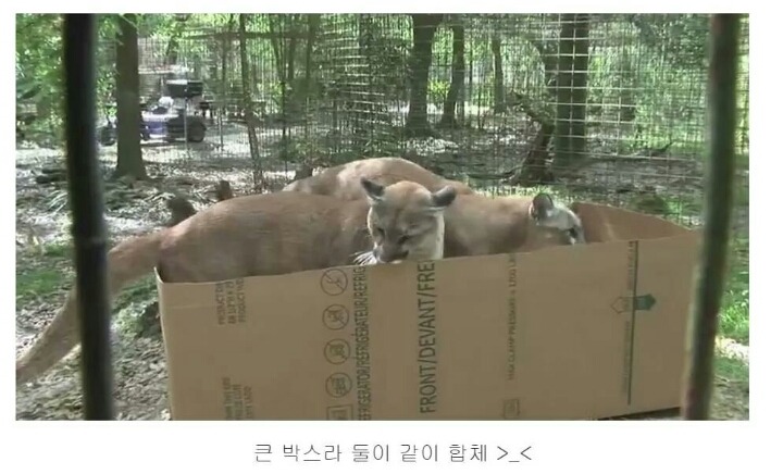 숨길수없는 고양이과의 본능 | 인스티즈