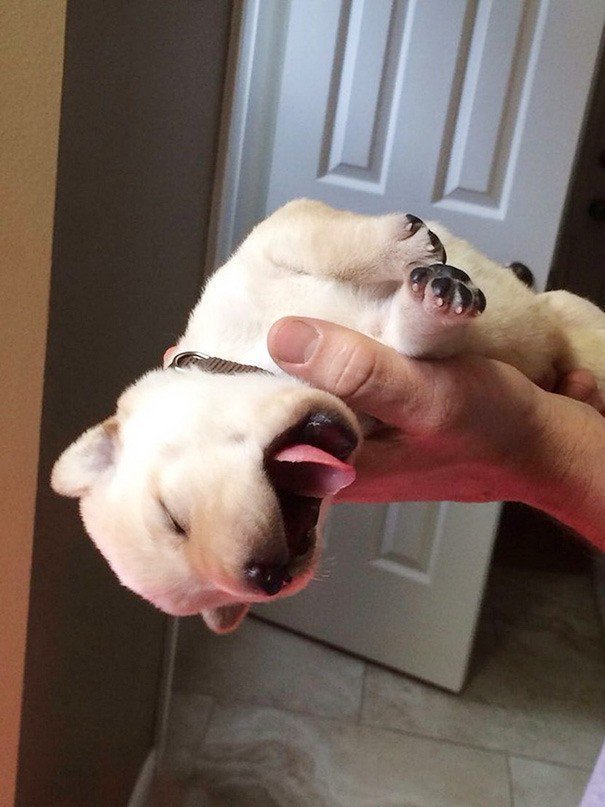 멍뭉이 자는 모습 jpg | 인스티즈