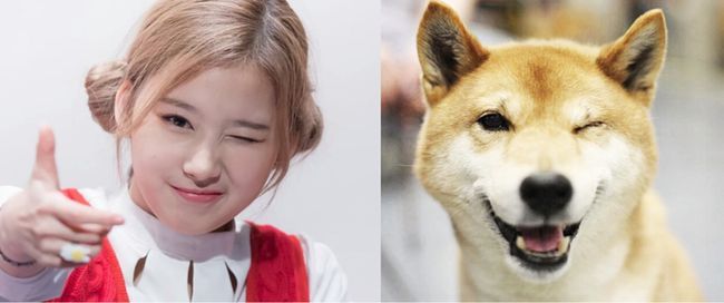 트와이스 시바 | 인스티즈