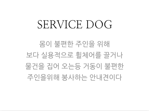 안내견에 대한 잘 몰랐던 사실들.. 그 개를 알고싶다! 안내견편!! | 인스티즈