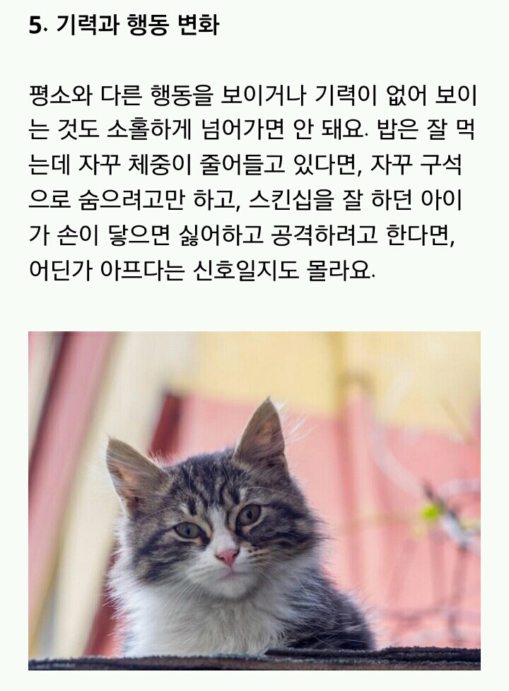 [반려동물] 고양이가 아플 때 보내는 신호 | 인스티즈