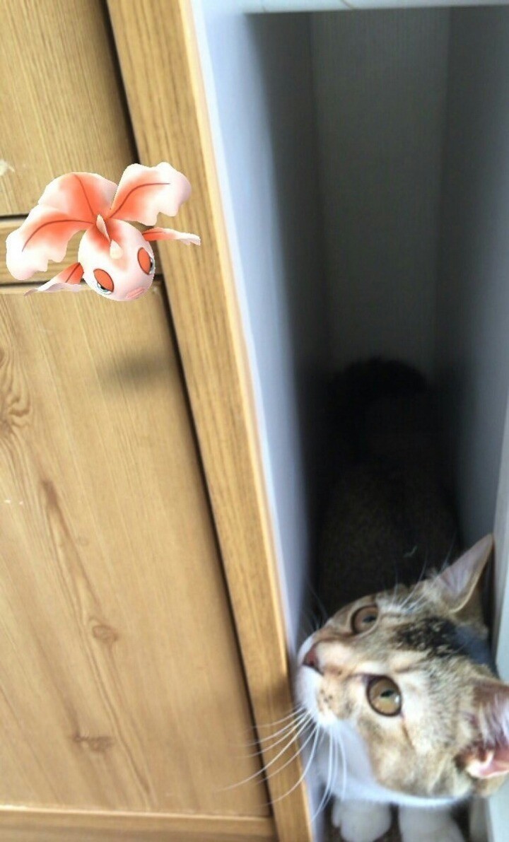 포켓몬이 보이는 냥이.jpg | 인스티즈