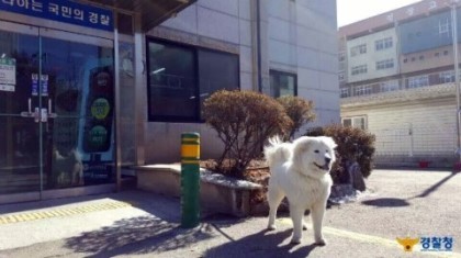 경찰서를 지키는 강아지.jpg | 인스티즈