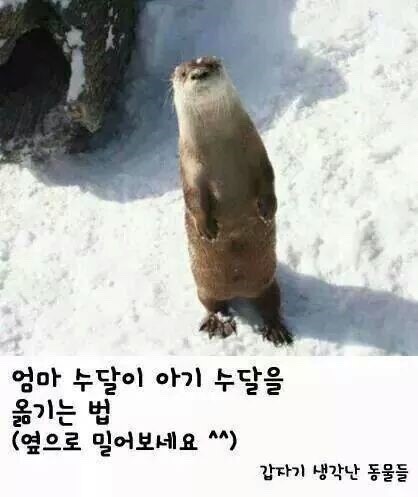 수달의 귀여움.jpg | 인스티즈