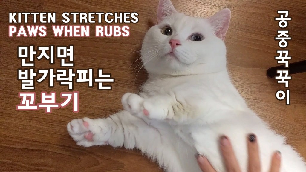고양이 유투버 시청자들 시청 단계.jpg | 인스티즈