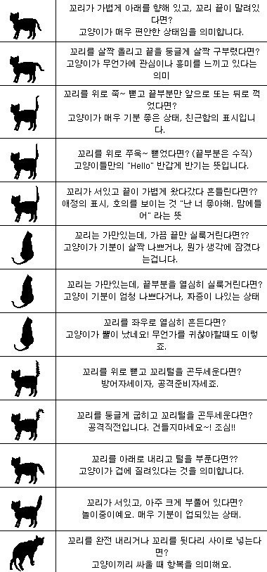 고양이의 꼬리언어 | 인스티즈