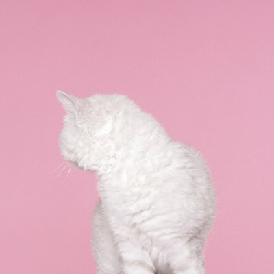 Tumblr : #cat #pink | 인스티즈