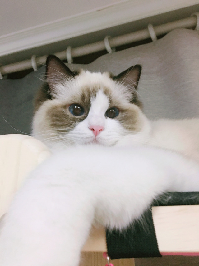 하품만 하면 괴수로 변하는 고양이 | 인스티즈