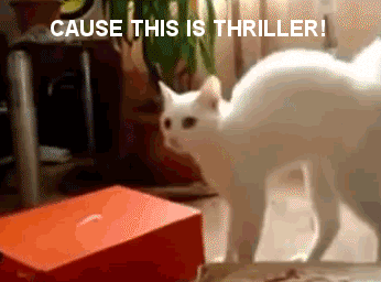 고장난 고양이 모음.gif(데이터주의) | 인스티즈