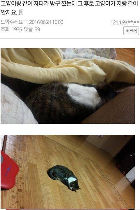 매일 고양이랑 같이 자던 집사.jpg | 인스티즈