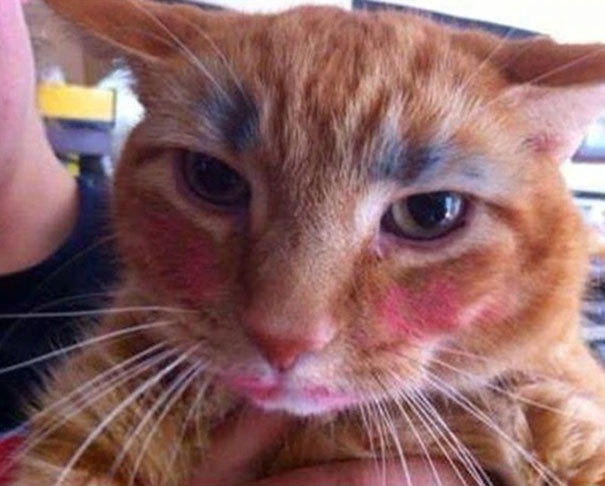 아이와 반려동물만 두고 집을 비우면 안되는 이유 | 인스티즈