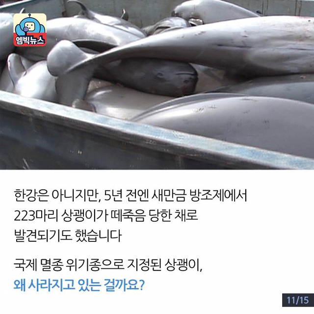 한강에 돌고래가 산다? | 인스티즈