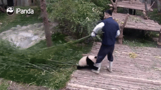 사육사 다리에 붙고픈 팬더.gif | 인스티즈