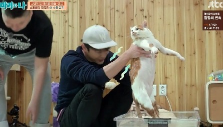 [마리와나] 뚱보냥 호동이 다이어트 시키기 (feat.먼지) | 인스티즈