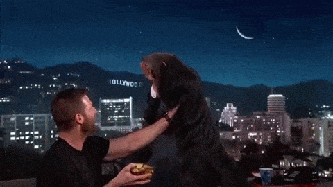 동물덕후들이 해외토크쇼를 부러워하는 이유 | 인스티즈