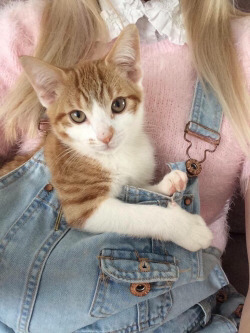Tumblr : #cat #pink | 인스티즈