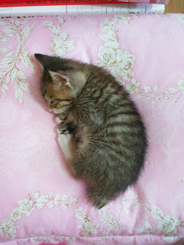 자는 냥이 뽈록배 찔렀더니 숨겼어 | 인스티즈