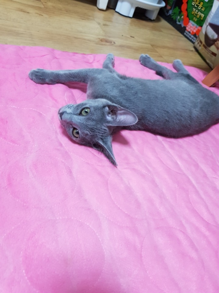 토리엔모리 이미지