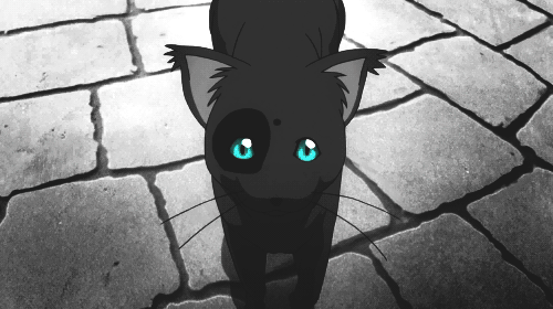 2D 고양이 | 인스티즈