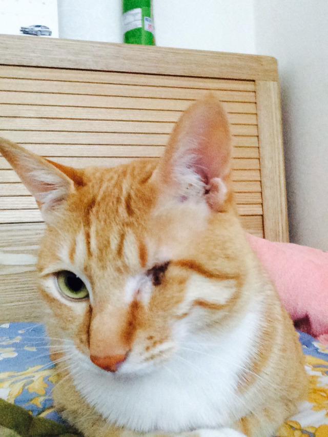 눈 하나 고양이중에 가장 이쁜 고양이 | 인스티즈