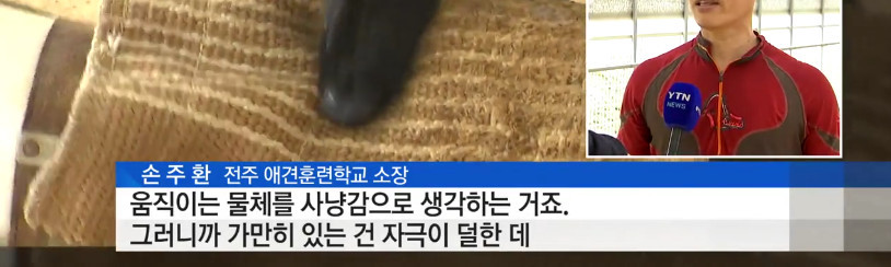 "우리 개는 안 물어요"..주인들의 착각 | 인스티즈
