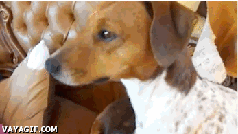 견도 이 냥이 앞에선 천사...gif | 인스티즈