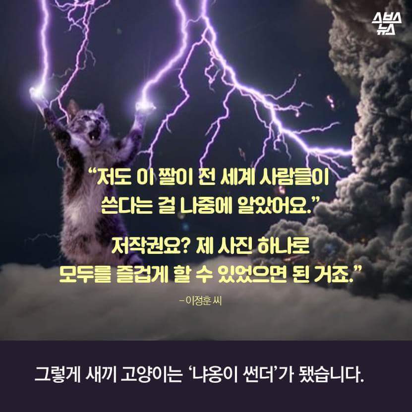 지구촌 짤 '냐옹이 썬더'의 비밀 | 인스티즈