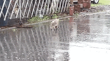 길냥맘 - 우리 애기는 비 맞으면 안된다 냐옹...gif | 인스티즈