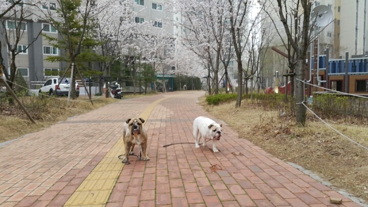 팡팡 이미지