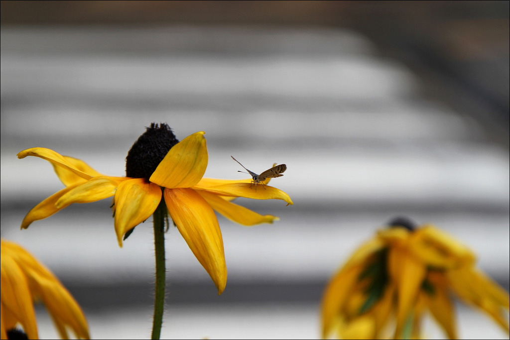 행복flower 이미지