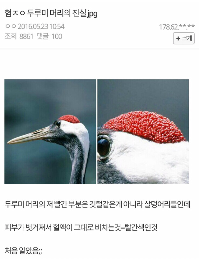 약혐) 두루미 머리의 진실 | 인스티즈