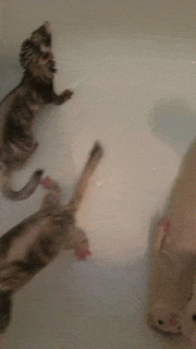 포기해. 포기하면 편해.gif | 인스티즈