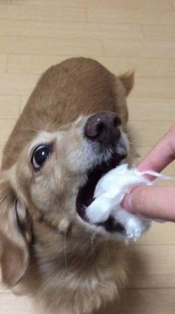 솜사탕을 맛 본 강아지 | 인스티즈