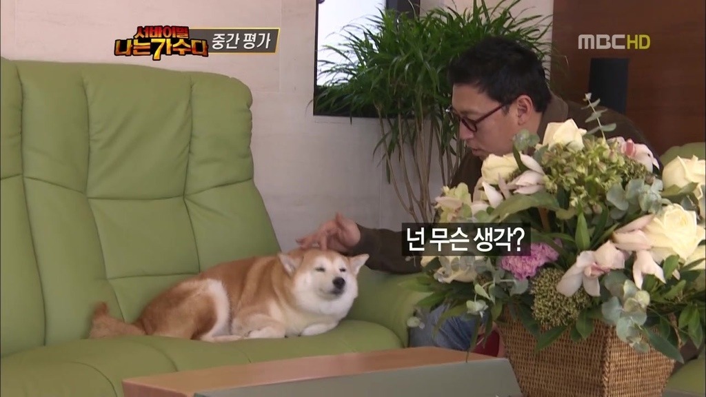귀여운 시바견 + 이소라네 시바견.jpg | 인스티즈