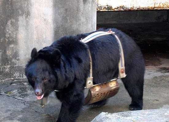 고통에 괴로워 하는 새끼곰을 죽이고 자살하는 어미곰.. | 인스티즈