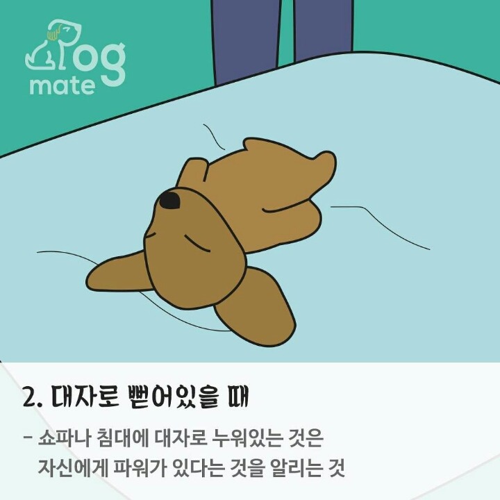 반려동물과 잠자는 위치로 본 반려동물과 나의 관계 | 인스티즈