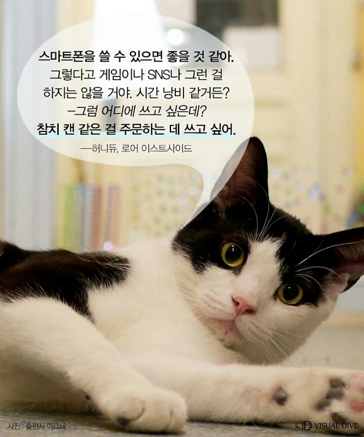 고양이를 인터뷰 한다면 | 인스티즈