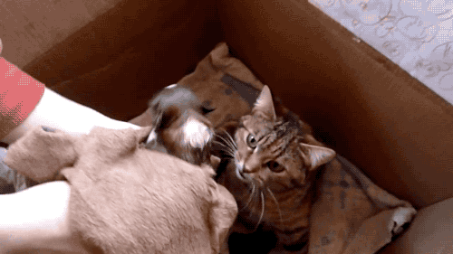 갓 태어난 강아지를 본 고양이.gif | 인스티즈