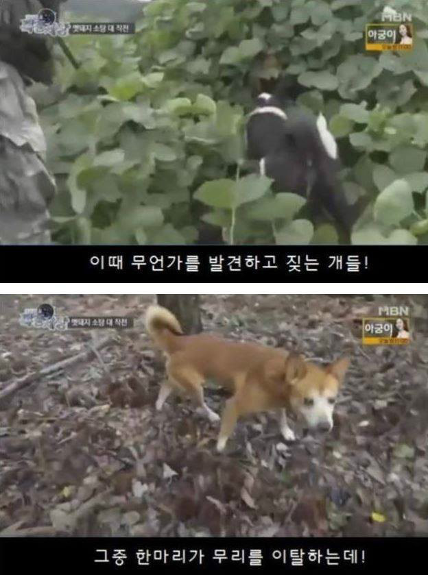 맷돼지를 추격하는 개ㄷㄷ | 인스티즈