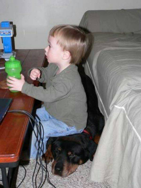 개와 아기를 함께 키우면 안되는 이유 | 인스티즈