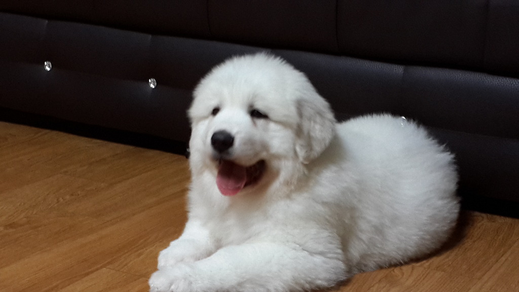태양이네 이미지
