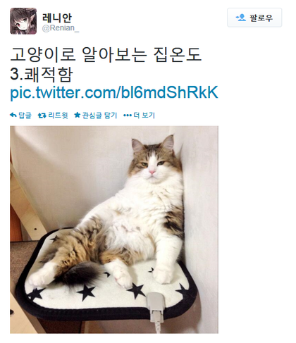 고양이로 알아보는 집 온도.twt | 인스티즈