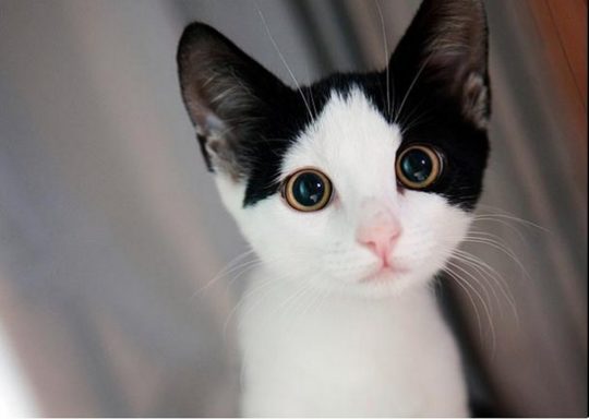 상상 속의 고양이 vs 실제 고양이 | 인스티즈