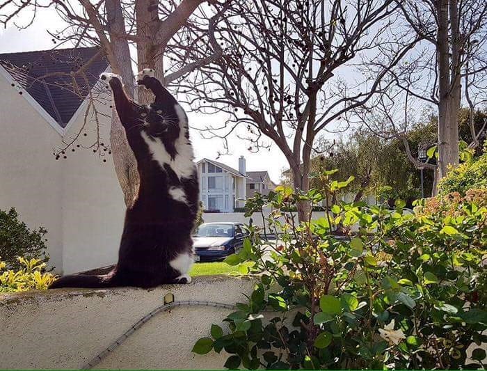 집사가 총처럼 생긴 카메라로 자꾸날 찍는다 | 인스티즈