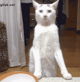 고양이.gif | 인스티즈
