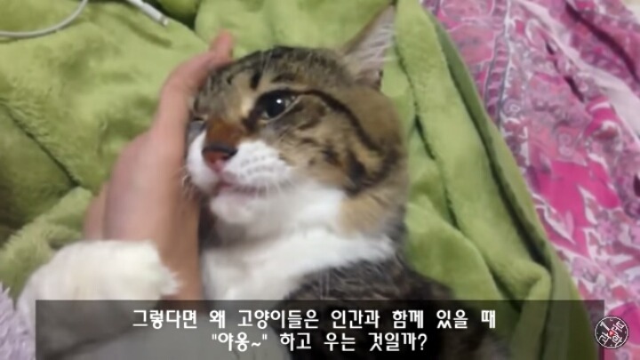 고양이가 "야옹~"하고 우는 이유는?? | 인스티즈