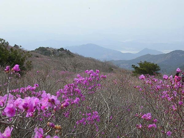 비슬산 이미지
