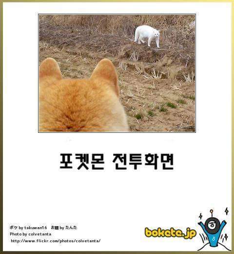 고양이 제목 학원 | 인스티즈